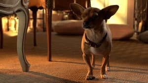 Una Chihuahua de Beverly Hills 3: ¡Viva la Fiesta! — foto 1