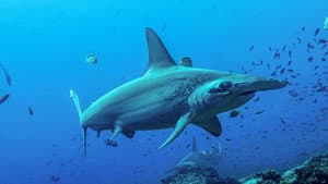 Shark Side of the Moon — foto 8