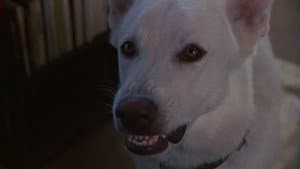 Perro blanco — foto 6