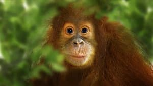 Operation Orangutan — foto 1