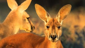 The Kangaroo King — foto 9