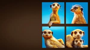 Meet The Meerkats — foto 3