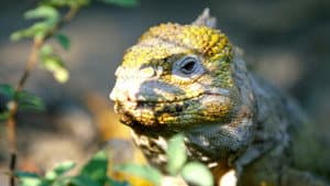 Galapagos
