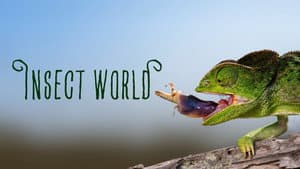 Insect World — foto 1