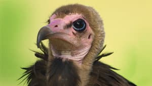 Aves rapaces