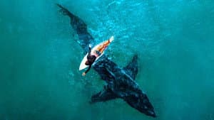 Shark Week 30 Años — foto 1