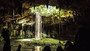 Bosques De Los Mayas