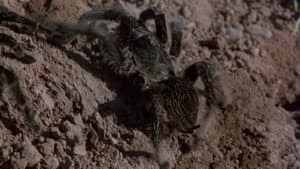 Kingdom of the Spiders — foto 8