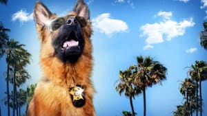 Ace, el mejor amigo de la familia — foto 3