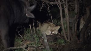 Predators in Peril — foto 2