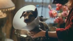 Every Dog Has Its Day — foto 1