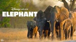 Elefante — foto 2
