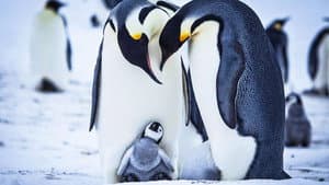 Snow Chick - A Penguin's Tale — foto 1