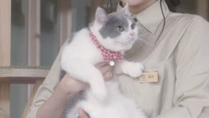 猫カフェ — foto 2