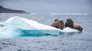 Odyssée sous les glaces — foto 3