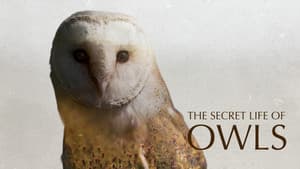 The Secret Life of Owls — foto 1