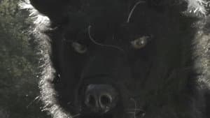 Dogman 2: The Wrath of the Litter — foto 1
