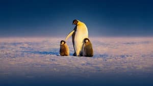 Secretos de los pingüinos — foto 2