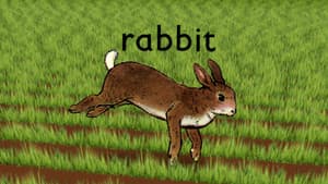 Rabbit — foto 3
