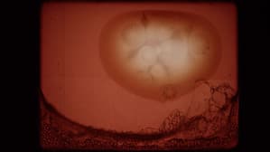 Nitrate — foto 2