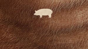 Pig — foto 8