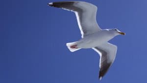Juan Salvador Gaviota — foto 5