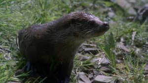 Tarka the Otter — foto 3
