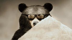 Cocaine Bear: The True Story — foto 4