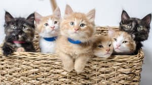 Too Cute — foto 1