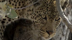 La roca del leopardo