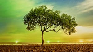 A Perfect Planet — foto 6