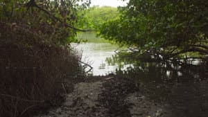 Akiechi Weimei, Mágico Manglar — foto 1