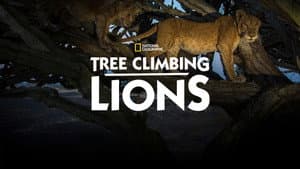 Tree Climbing Lions — foto 5