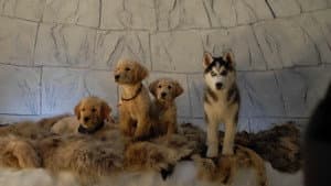 Snow Buddies: Cachorros en la nieve — foto 12