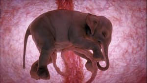 In The Womb: Animals — foto 1