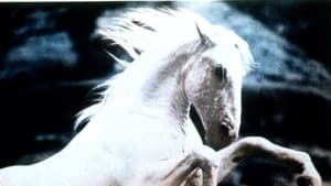 Silver Stallion — foto 1