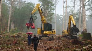 Cry of the Forests - A Western Australian Story — foto 1