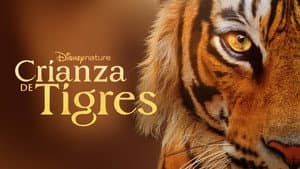 Crianza de tigres — foto 6