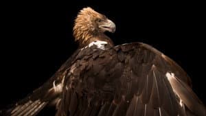 Rare: Creatures of the Photo Ark — foto 5