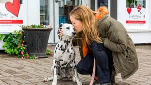 My Boyfriends' Dogs — foto 4
