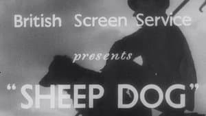 Sheep Dog — foto 1