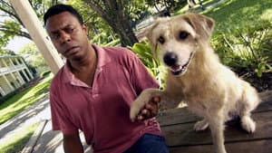 Lenny The Wonder Dog — foto 2