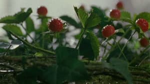蛇イチゴ — foto 2