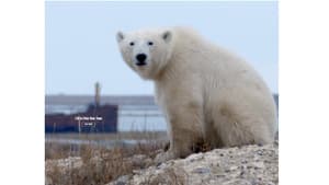 Life in Polar Bear Town with Gordon Buchanan — foto 1