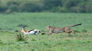 Predator v Prey — foto 2
