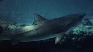 Mako: The Jaws of Death — foto 6