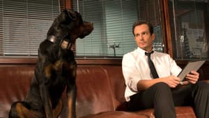Superagente canino — foto 8
