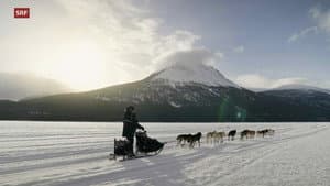 Musher, l'appel de l'Alaska — foto 1