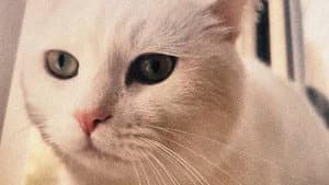 缺席的猫 — foto 1