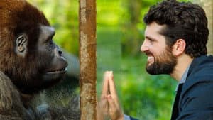 Attenti al gorilla — foto 3